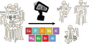 Illustration of skeleton decomposition stages with labels, a stamp labeled "PLIBS" pointing to decomposition progression, and boxes highlighting elements like Ca, P, C, Na, K, Mg, Ba, Sr, Al.