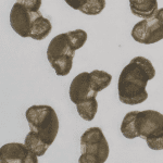 Close-up view of scattered small brown seeds on a light background.